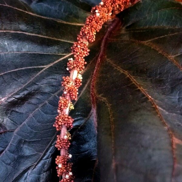 Acalypha wilkesiana Flor