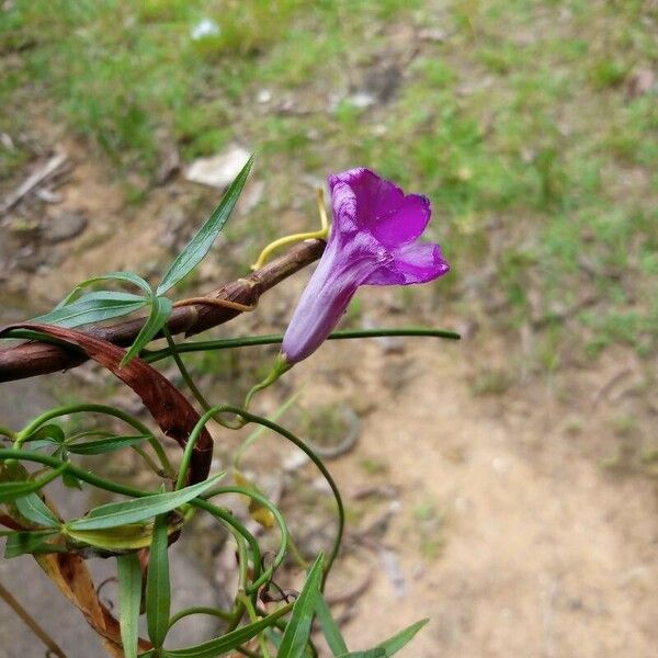 Ipomoea subrevoluta Λουλούδι