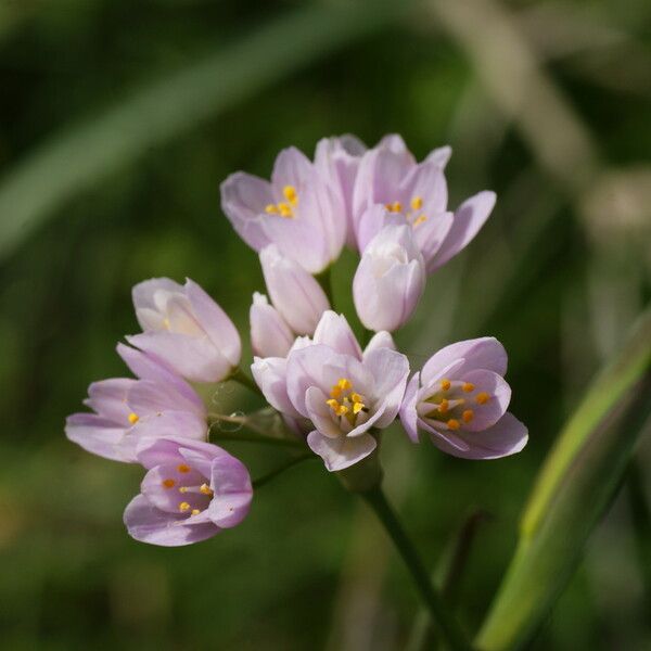Allium roseum Floare