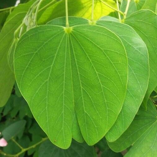 Bauhinia monandra Folla