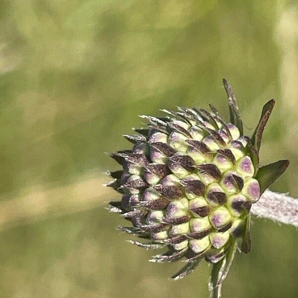 Succisa pratensis Flower