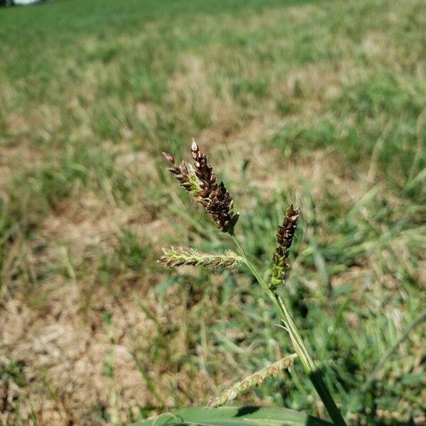 Echinochloa crus-galli Плод