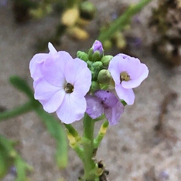 Cakile maritima Flower