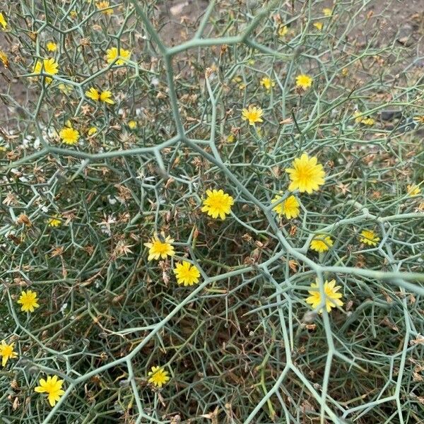 Launaea arborescens Õis