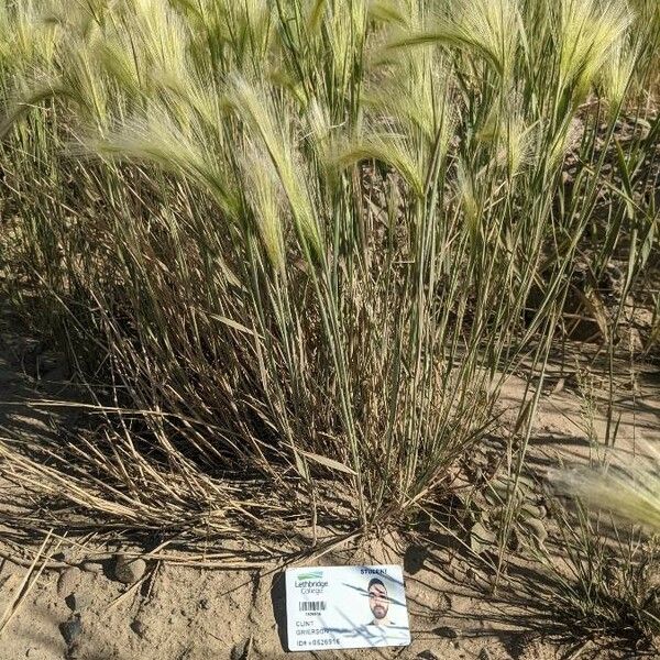 Hordeum jubatum फूल