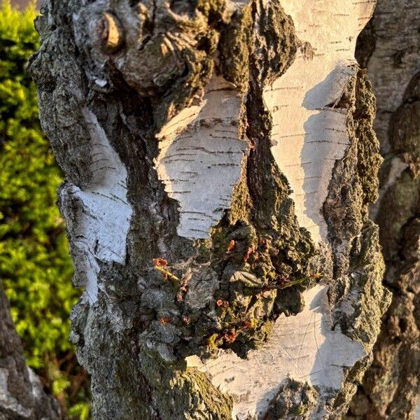 Betula pubescens Corteza