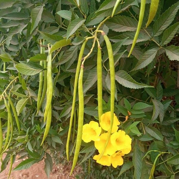 Tecoma stans Floare