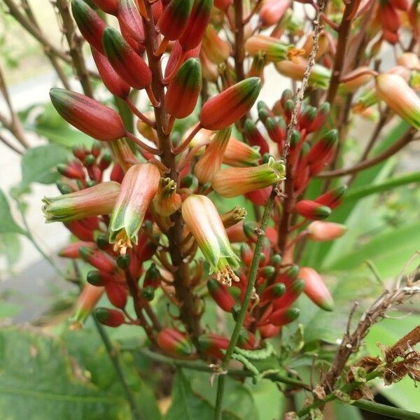 Aloe macra Kvet