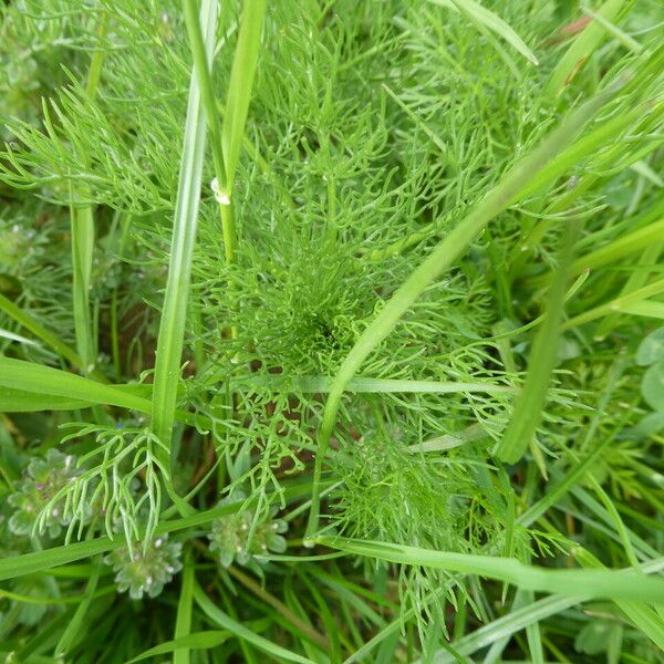 Adonis annua Leaf