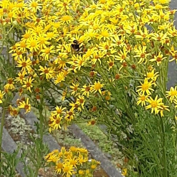 Jacobaea vulgaris Blomma