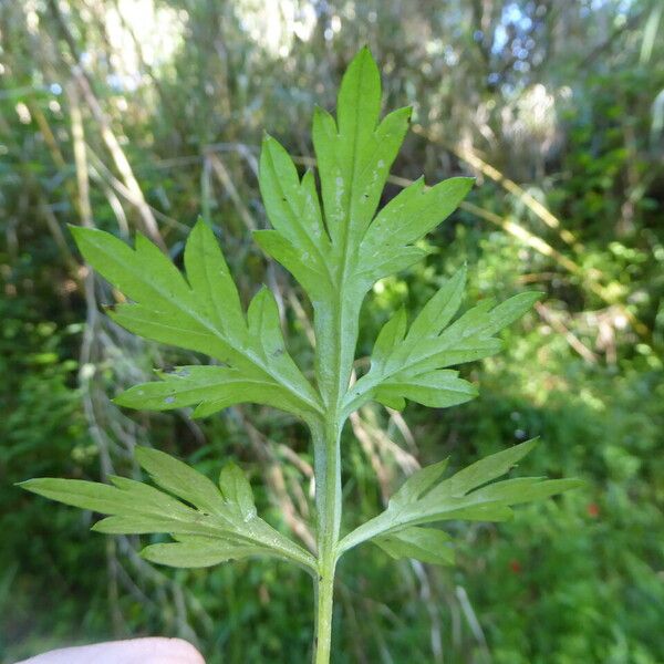 Artemisia vulgaris Leaf