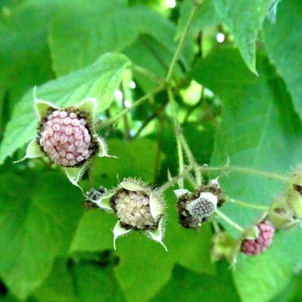 Rubus odoratus Fruit