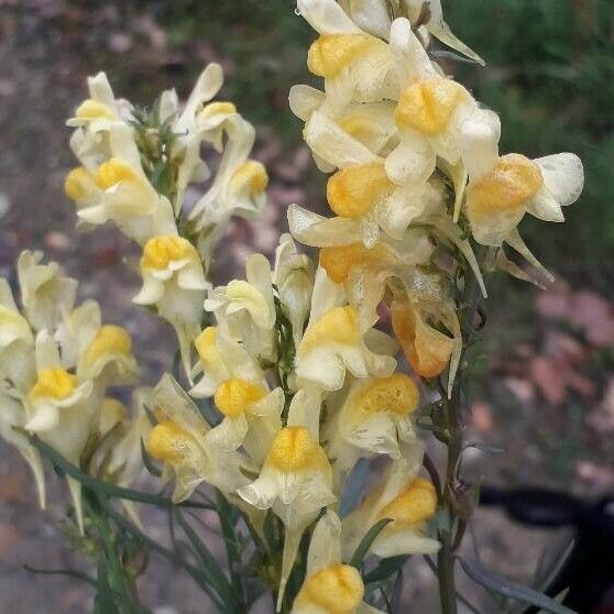 Linaria vulgaris ফুল