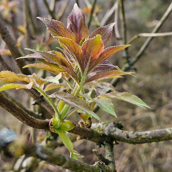 Sambucus racemosa Feuille