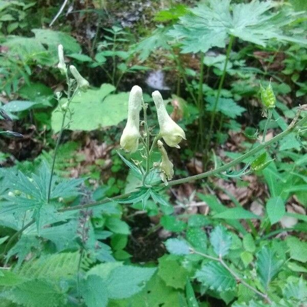 Aconitum vulparia Blomst