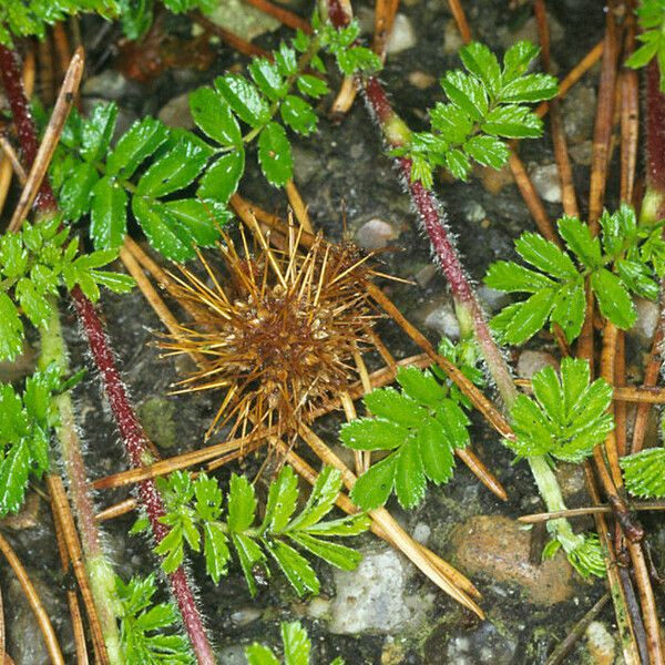 Acaena novae-zelandiae Pokrój