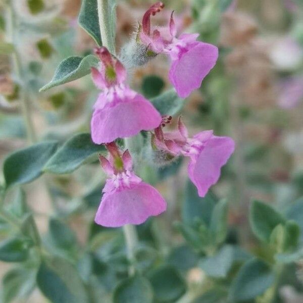 Teucrium marum Kukka