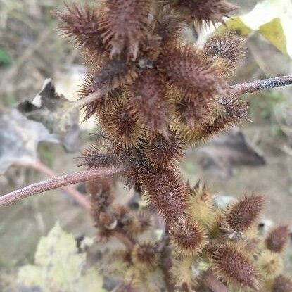 Xanthium orientale Meyve