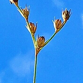 Juncus tenuis Blüte