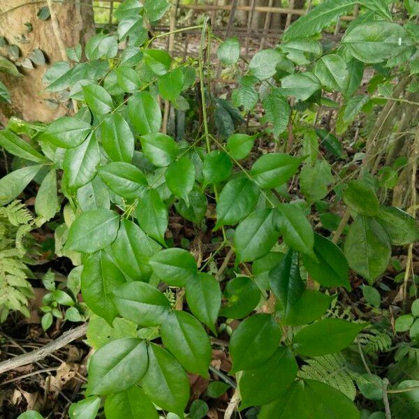 Mezoneuron cucullatum Leaf