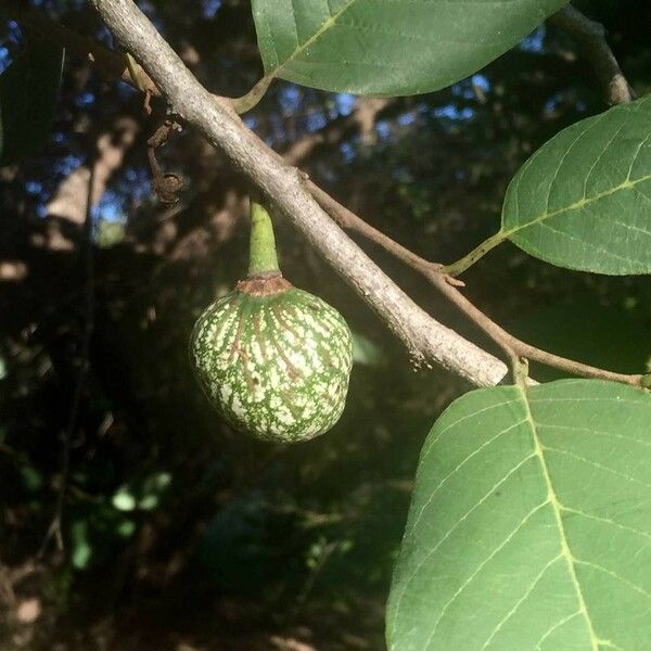 Annona senegalensis Frugt