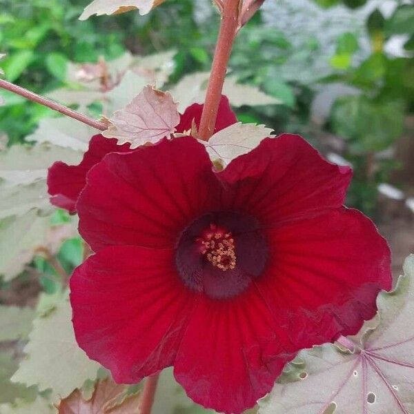 Hibiscus acetosella Blüte