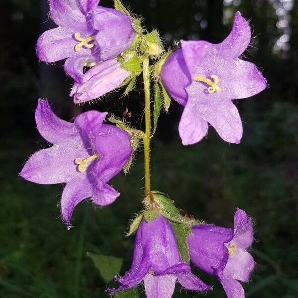 Campanula trachelium Flower