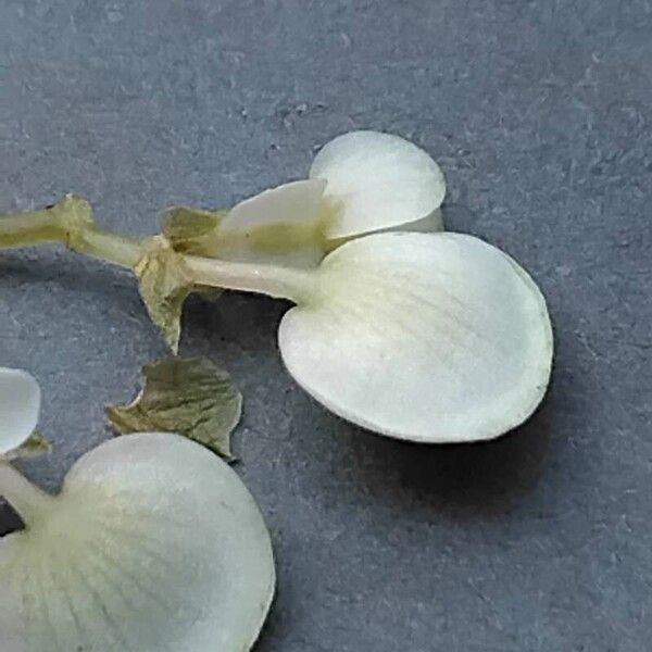 Begonia dregei Bloem