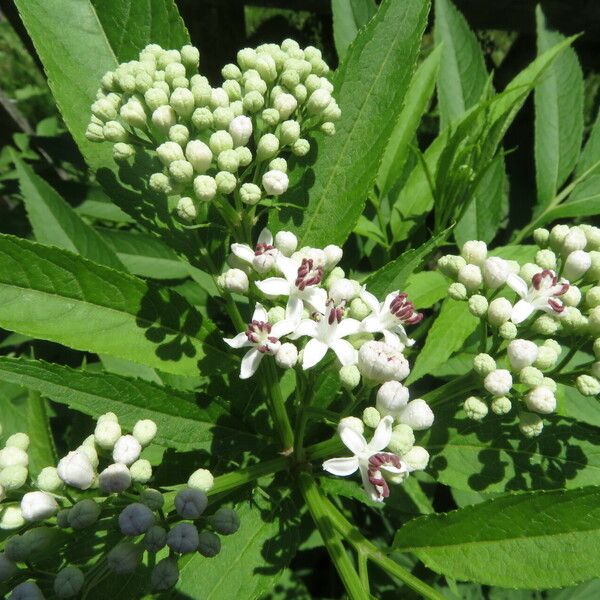 Sambucus ebulus Flower