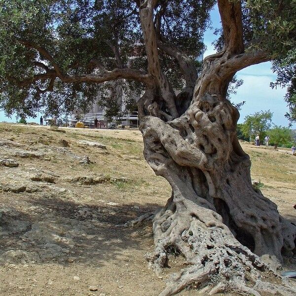 Olea europaea Bark