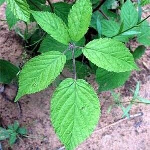 Rubus allegheniensis Leaf