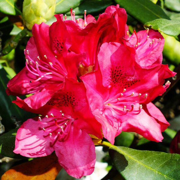 Rhododendron yakushimanum Žiedas