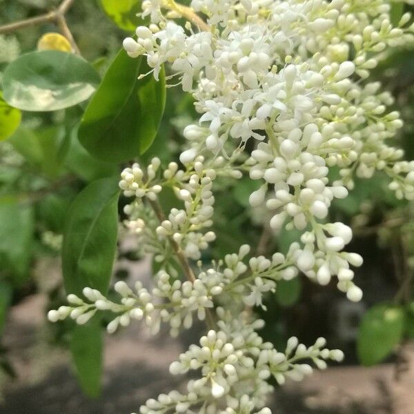 Ligustrum quihoui Flower