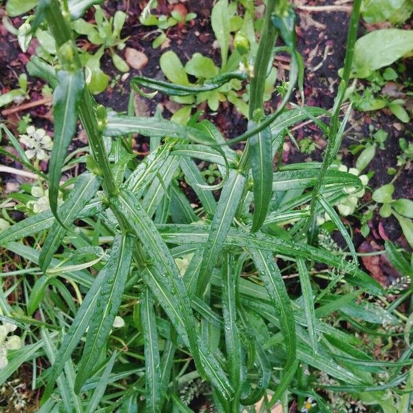 Campanula persicifolia Leaf