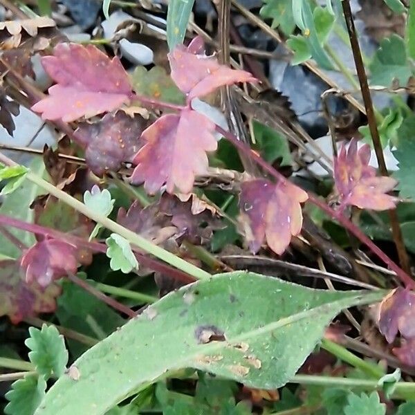 Sanguisorba verrucosa Leaf