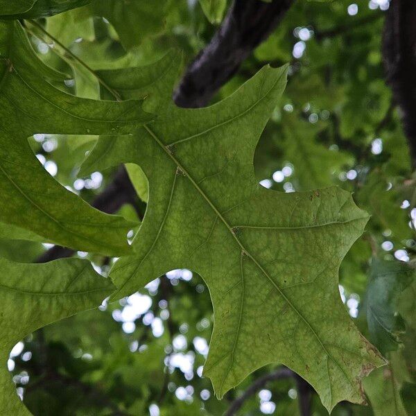 Quercus velutina Folha