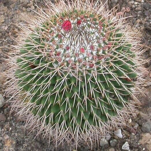 Mammillaria polythele Folha