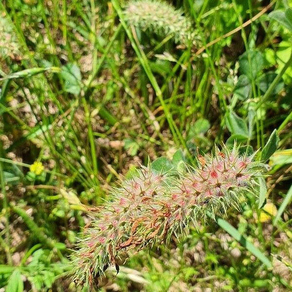 Trifolium angustifolium Цвят
