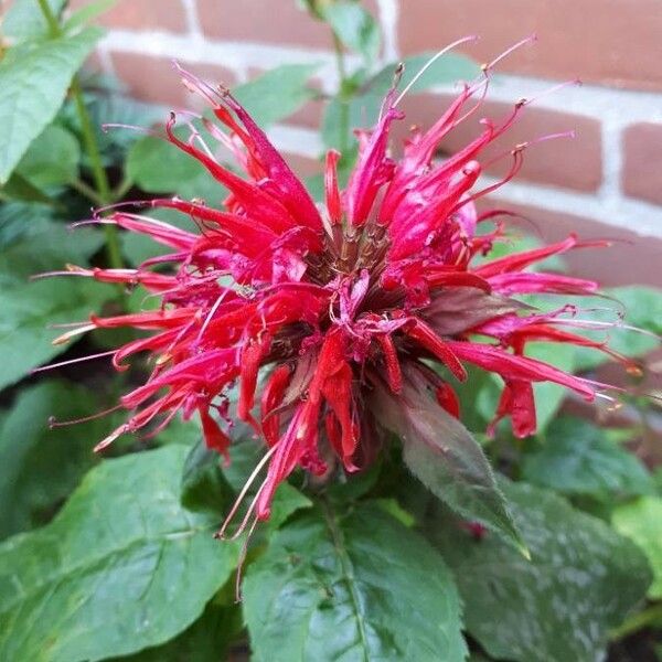 Monarda didyma Lorea