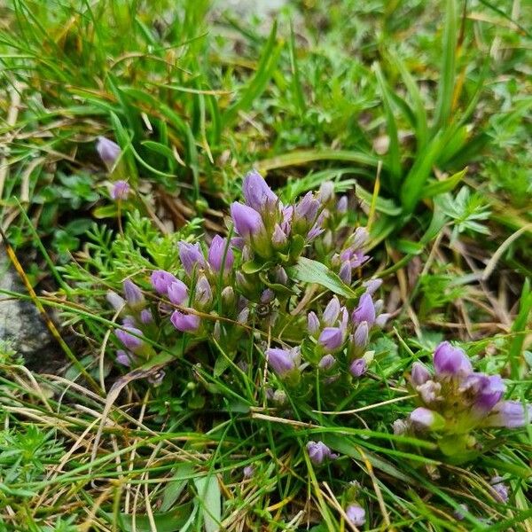 Gentianella ramosa Кветка