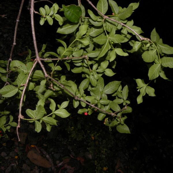 Rauvolfia tetraphylla Frutto