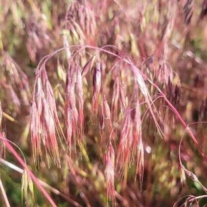 Bromus tectorum Frunză