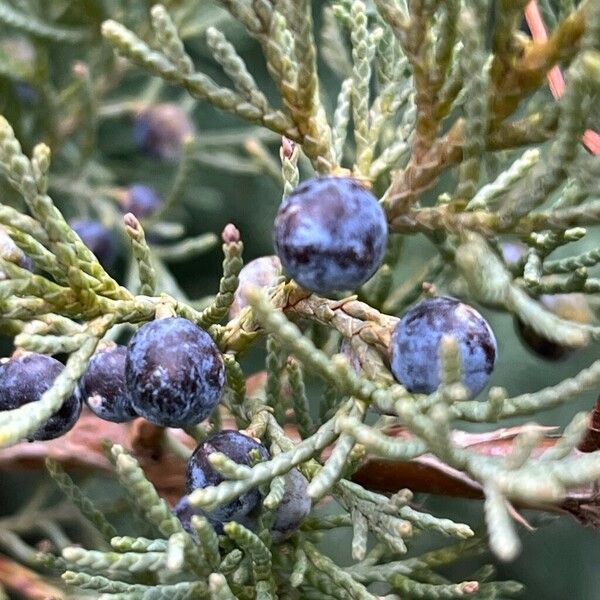 Juniperus scopulorum Плод