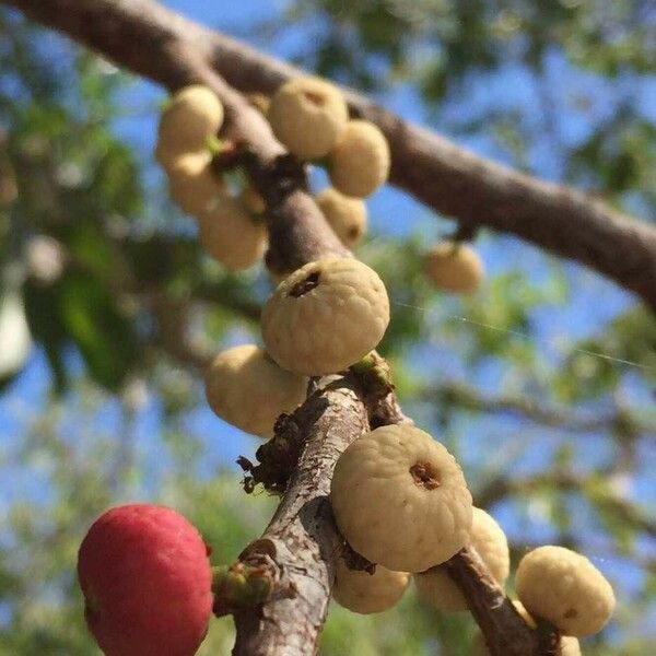 Ficus salicifolia Vili