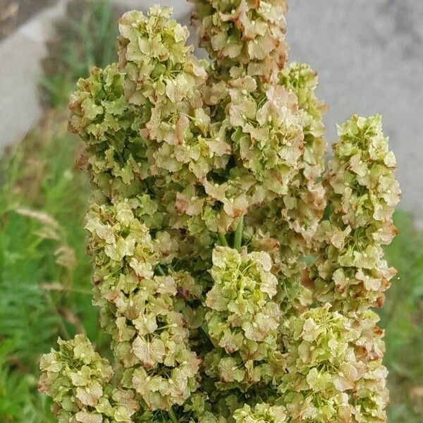 Rumex aquaticus Květ