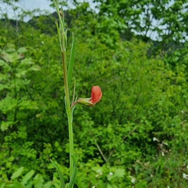 Lathyrus sphaericus 整株植物