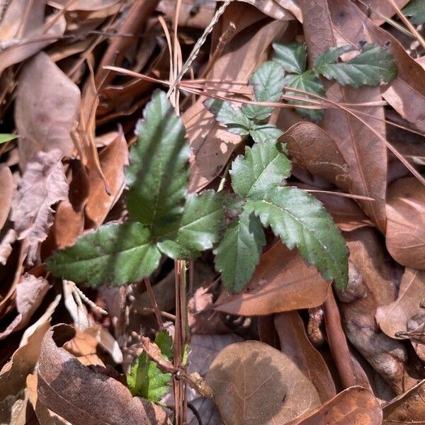 Rubus trivialis Leaf