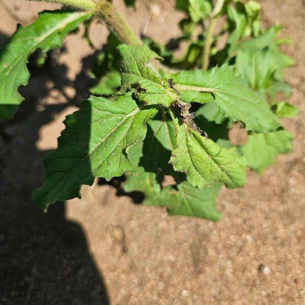 Acanthospermum hispidum ഇല