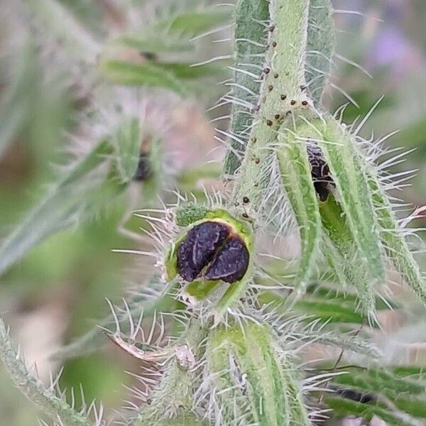 Echium vulgare Fruto