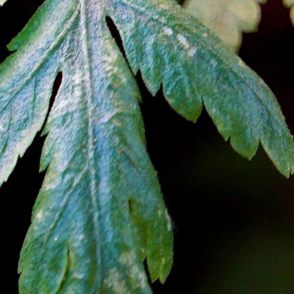 Tanacetum parthenium Ліст